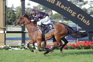 Volpe Veloce (Foxwedge) returned to Ellerslie to win the Group 2 Westbury Classic. Photo: Trish Dunell